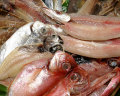 沼津の「干物語」プレミアム魚群 